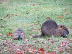 Wildlife Wildlife